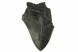 Partial Megalodon Tooth - Serrated Blade #295382-1